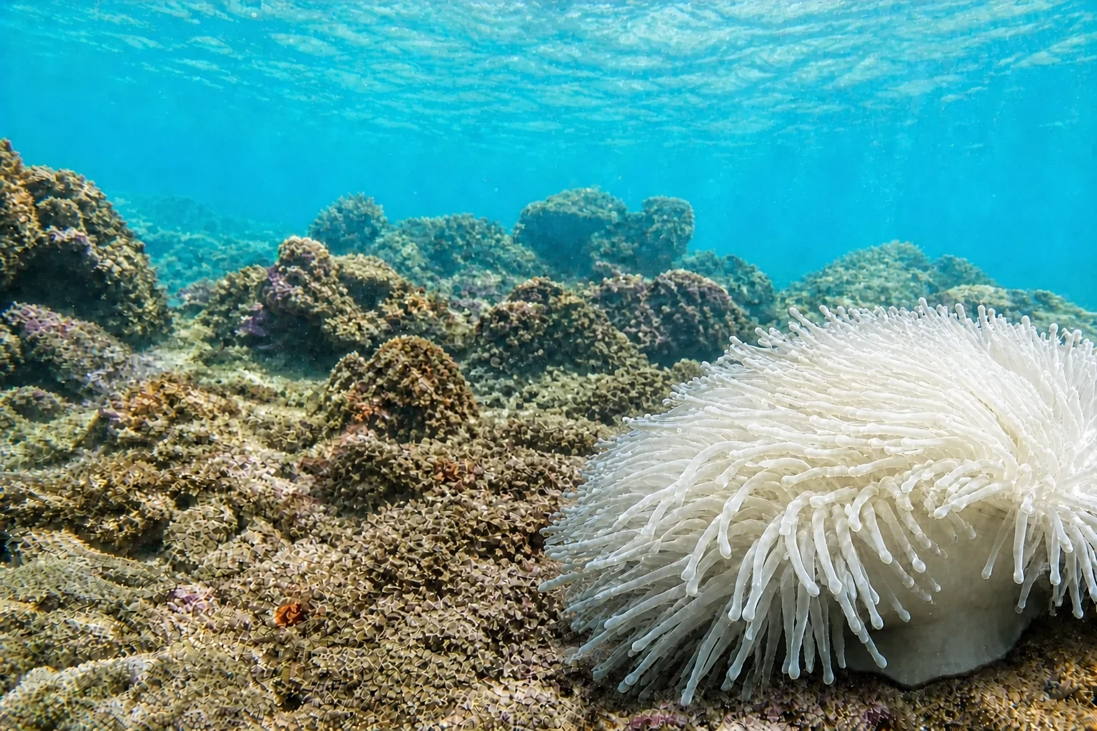 白いイソギンチャクとサンゴ礁を写したカクレクマノミ海水槽の背景